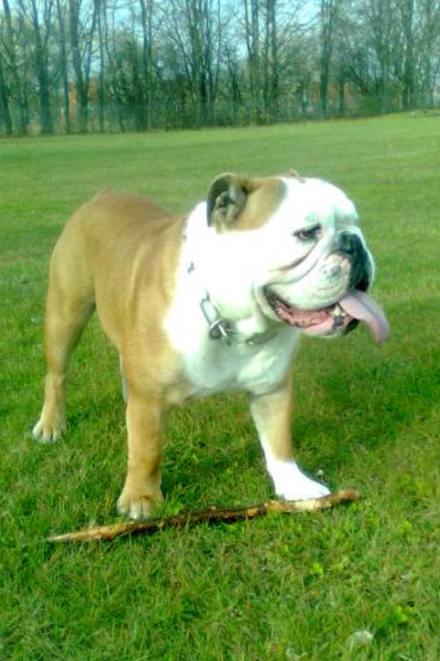 Engelsk bulldog Louis billede 3
