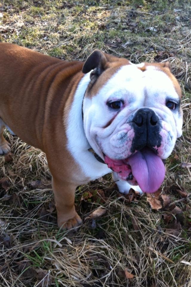 Engelsk bulldog Louis billede 4