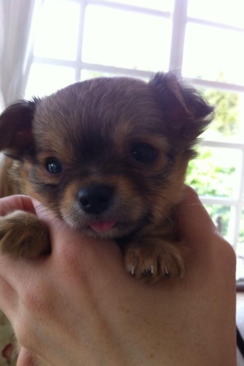 Chihuahua House Of Holtens Delicia (Ronja) - 6 uger <3 billede 7