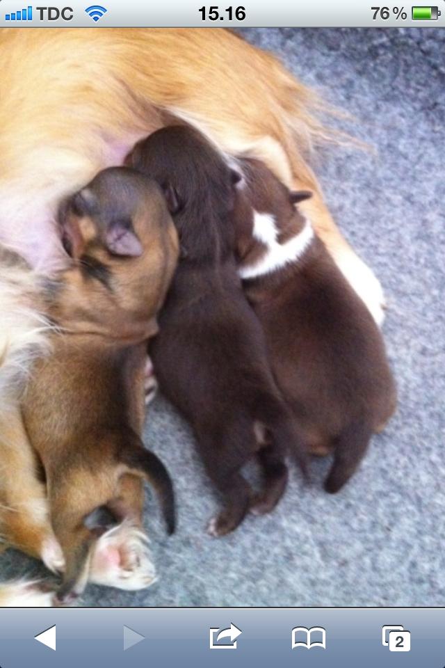 Chihuahua House Of Holtens Delicia (Ronja) - Nyfødt - med søster og brormand ;) billede 17