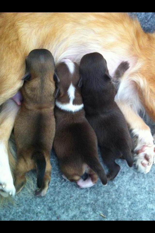 Chihuahua House Of Holtens Delicia (Ronja) - 1 uge billede 18