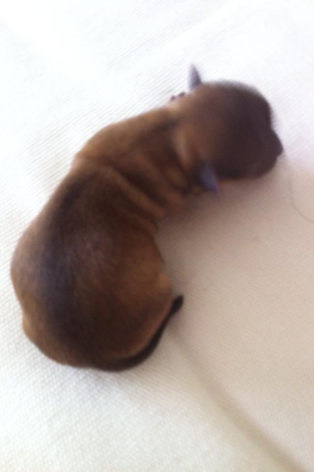 Chihuahua House Of Holtens Delicia (Ronja) - Nyfødt :) billede 19