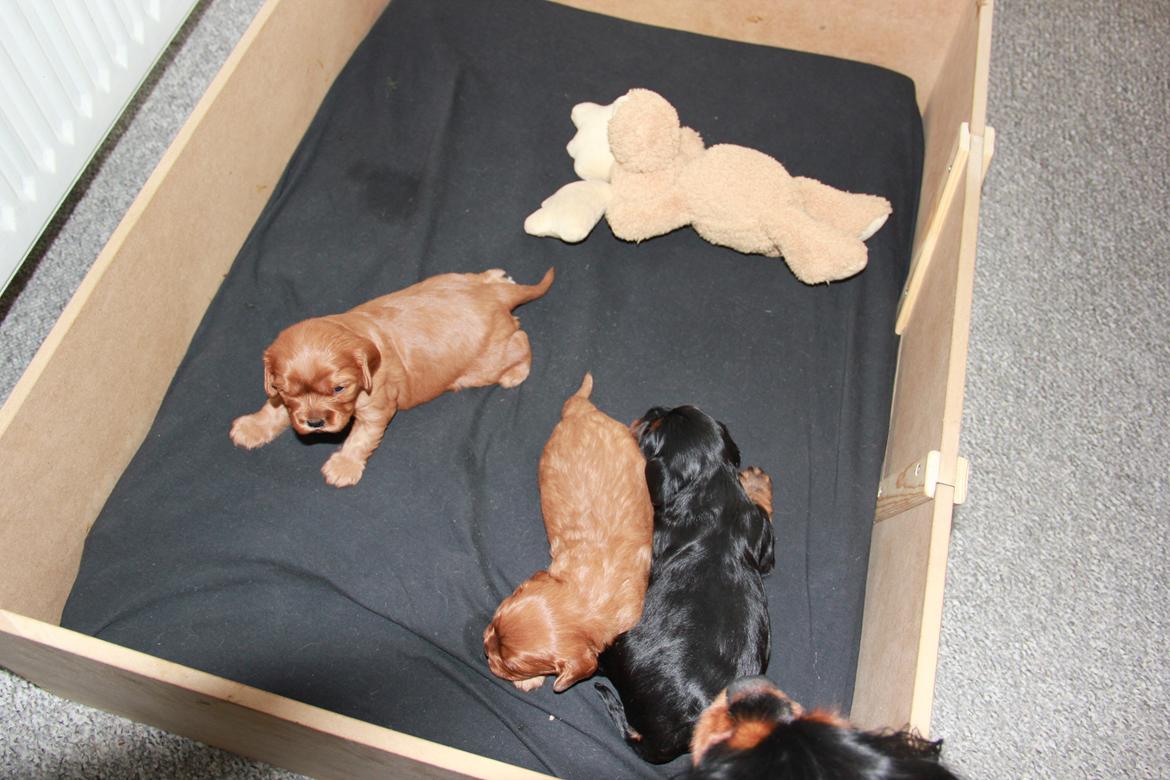 Cavalier king charles spaniel Grand Marica Sweet Vanilla (Luna) billede 9