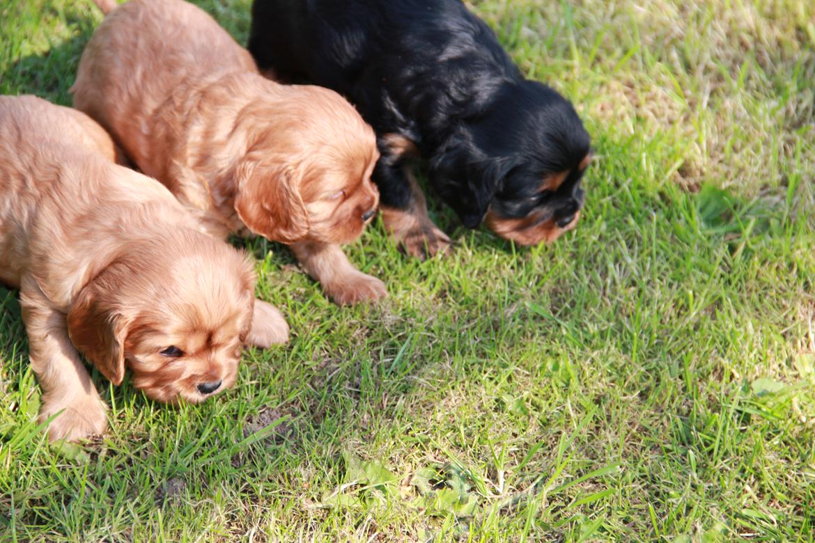 Cavalier king charles spaniel Grand Marica Sweet Vanilla (Luna) - Lunas hvalpe 28 dage gamle billede 10