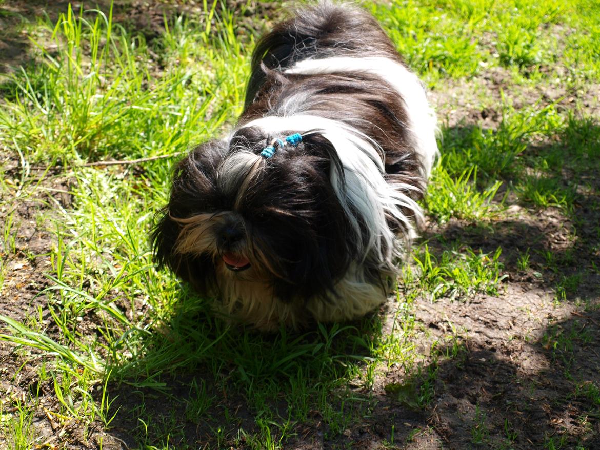 Shih tzu Flindt´s Born To Beauty (Bumle) - Maj 2012 billede 23