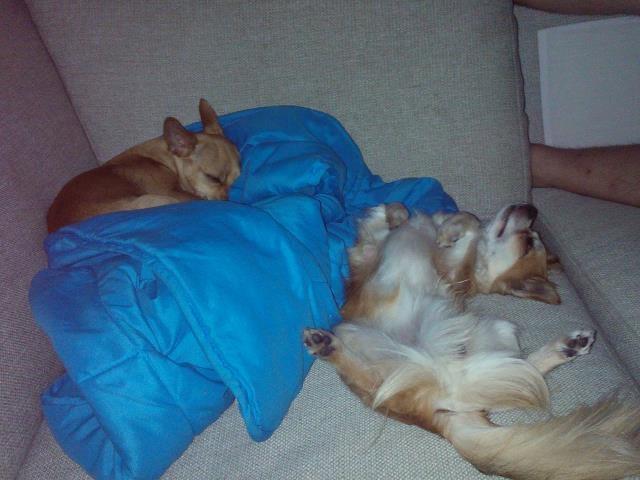 Chihuahua Wito vom haus Buve billede 8