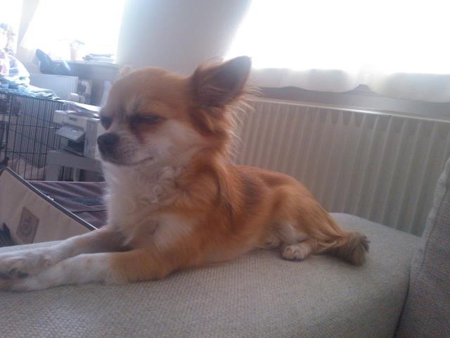 Chihuahua Wito vom haus Buve billede 9