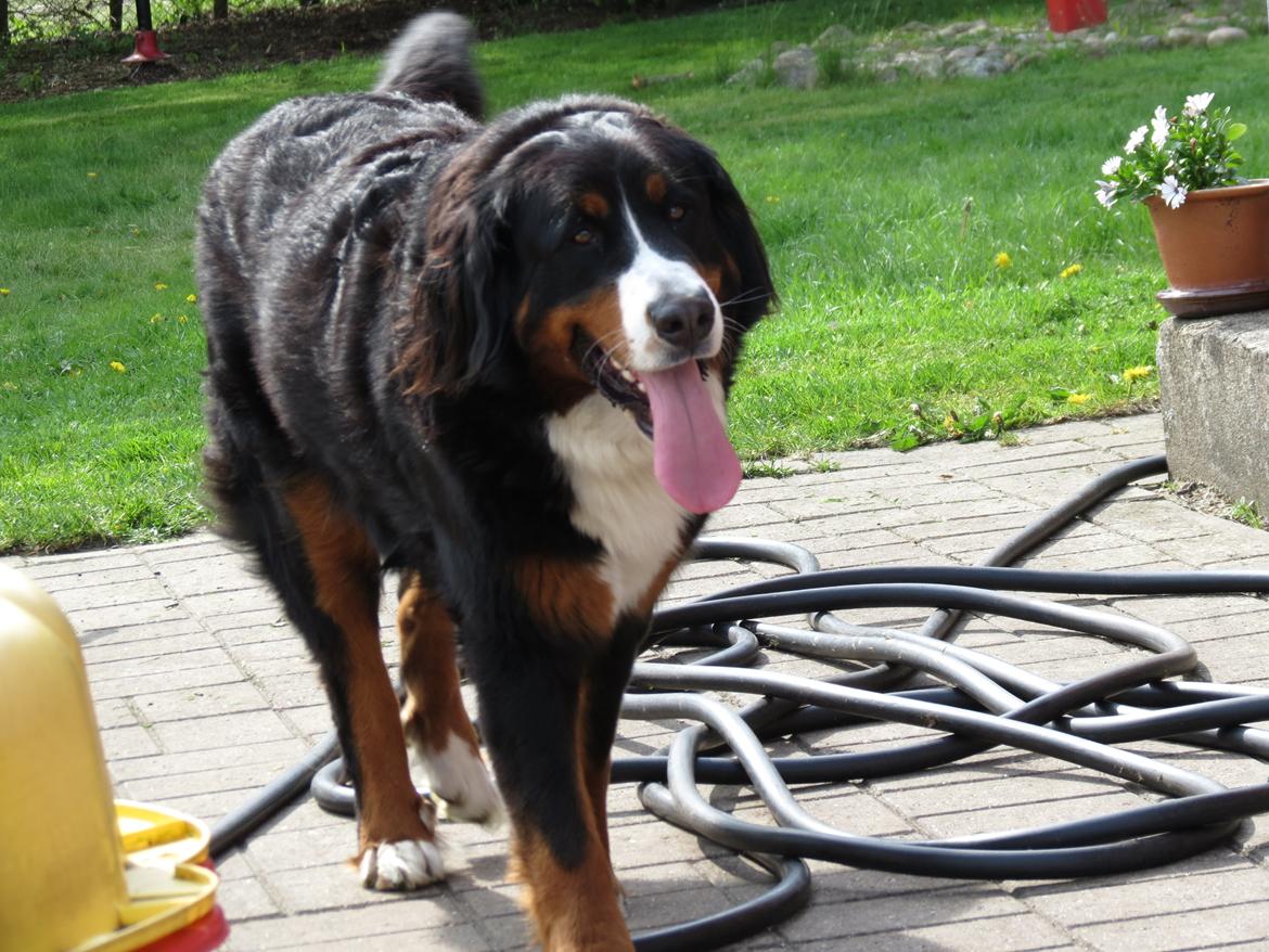 Berner sennenhund Nanna billede 3