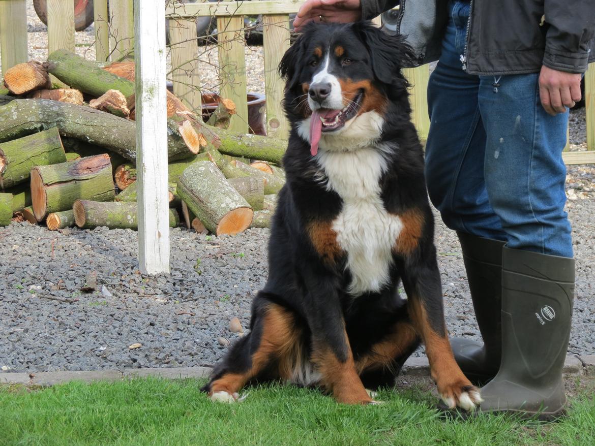 Berner sennenhund Nanna billede 4