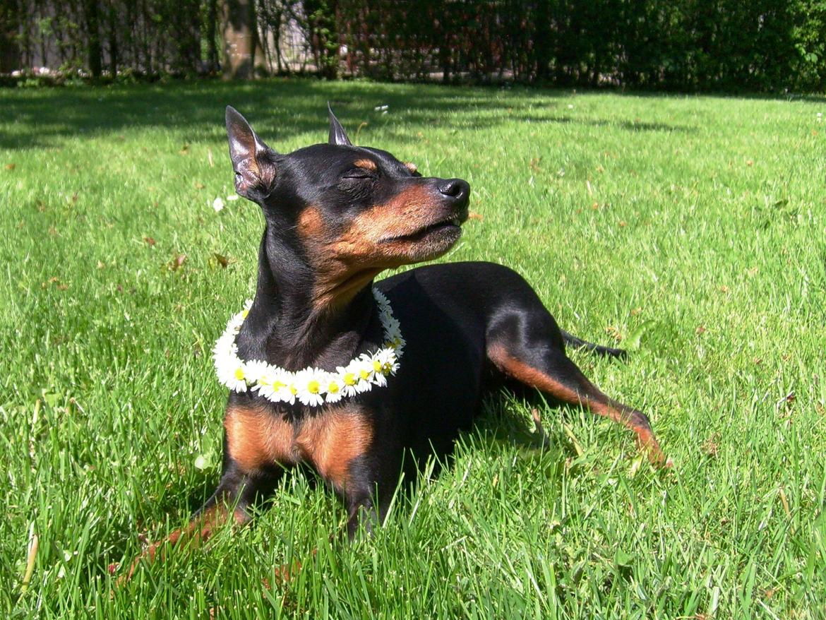 Dvaergpinscher King (2003 - 2016) billede 13
