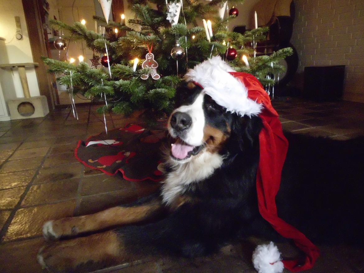 Berner sennenhund Royale Bernese Aladdin (Balder) - Juleaften 2011 - Glædelig jul fra Balder :) billede 20