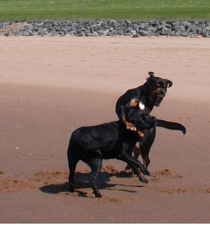 Blanding af racer Tyson (Rottweiler/Berner sennen) billede 5