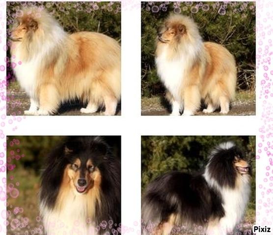 Collie langhåret Tvingsfields Dirty Diana (Belle) - Diana`s Far (Zobel/hvid & Mor (Tricolour). billede 3