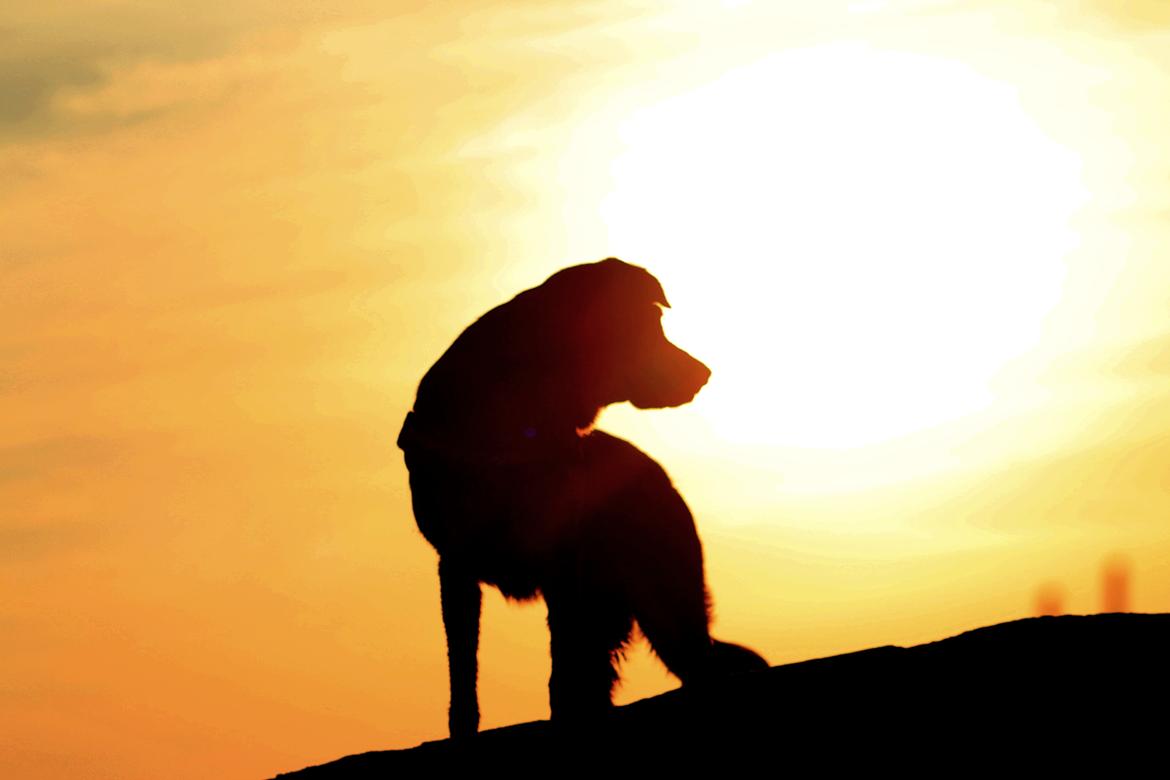 Blanding af racer Akeela - Velkommen til min profil :o)

Alle billeder på profilen, er taget af min moar :) billede 16