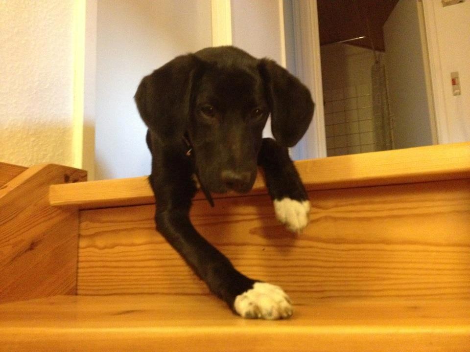 Blanding af racer Bumle billede 1