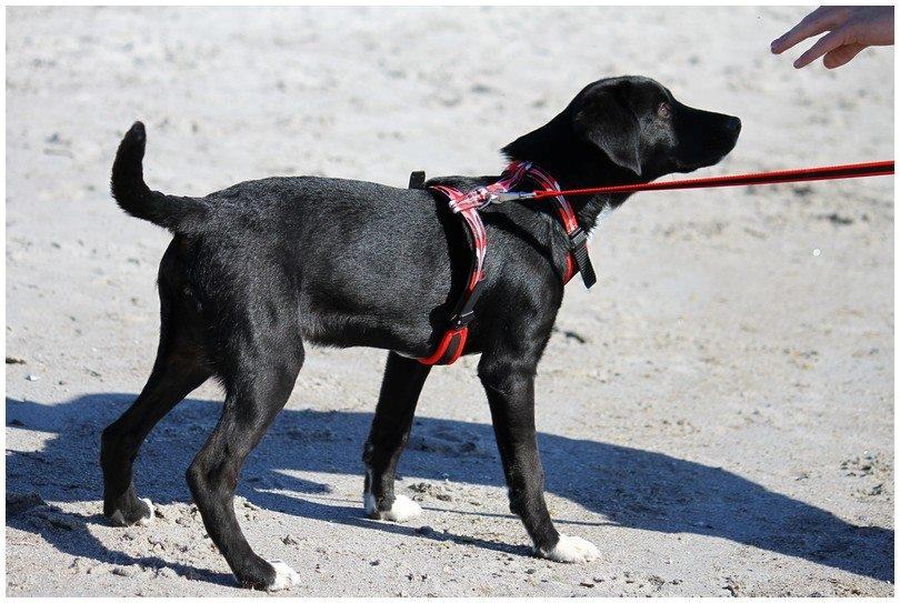 Blanding af racer Bumle billede 2