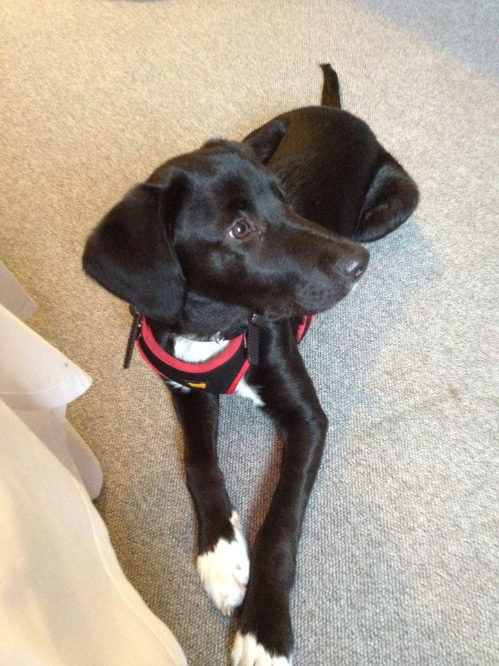 Blanding af racer Bumle billede 3