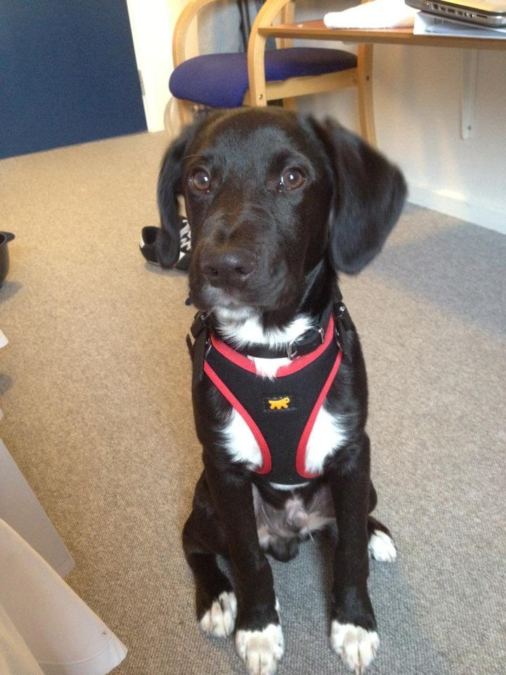 Blanding af racer Bumle billede 4