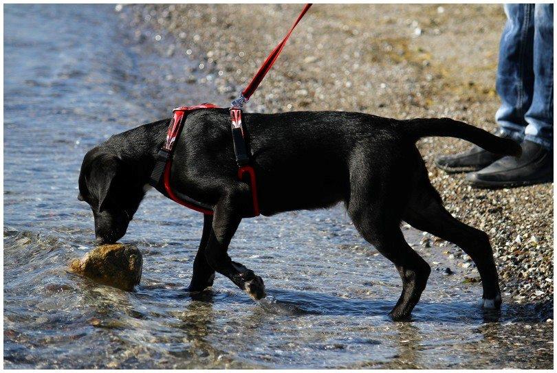 Blanding af racer Bumle billede 5