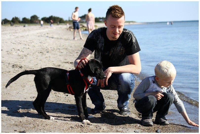 Blanding af racer Bumle billede 6