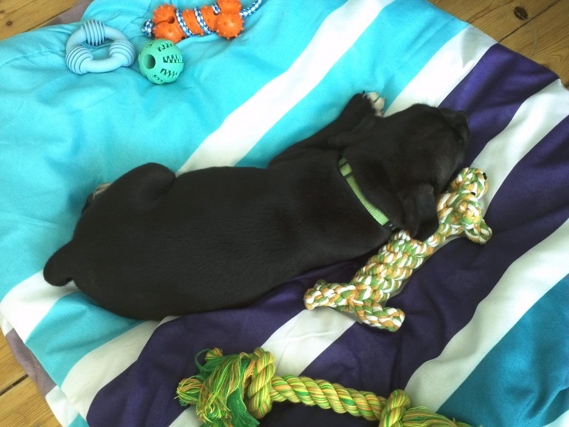 Staffordshire bull terrier Vidar - puttenumsen! <3 billede 2