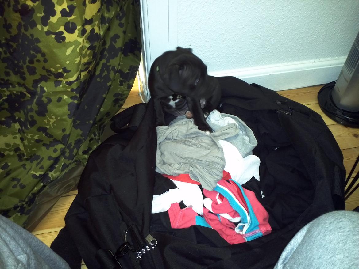 Staffordshire bull terrier Vidar - hjælper min mor med at finde hendes ting :D billede 3