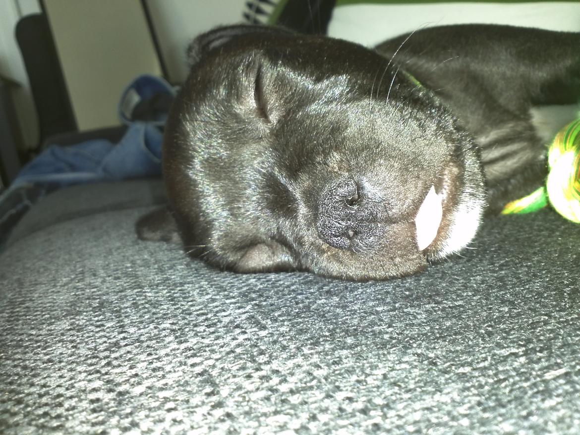 Staffordshire bull terrier Vidar - ZzzzZzzz billede 4