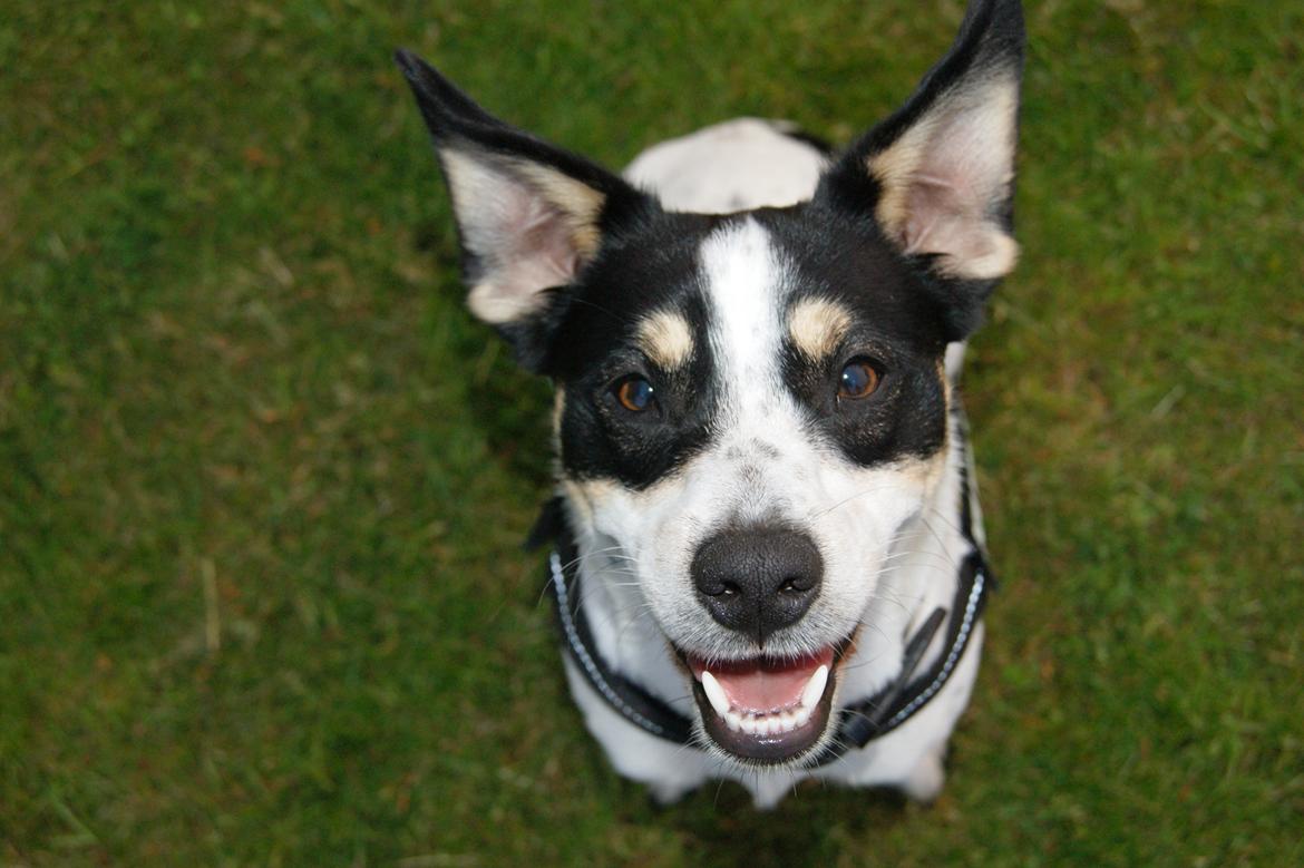 Dansk svensk gaardhund Waldemar Sejr billede 2