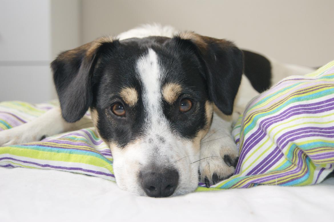 Dansk svensk gaardhund Waldemar Sejr billede 1