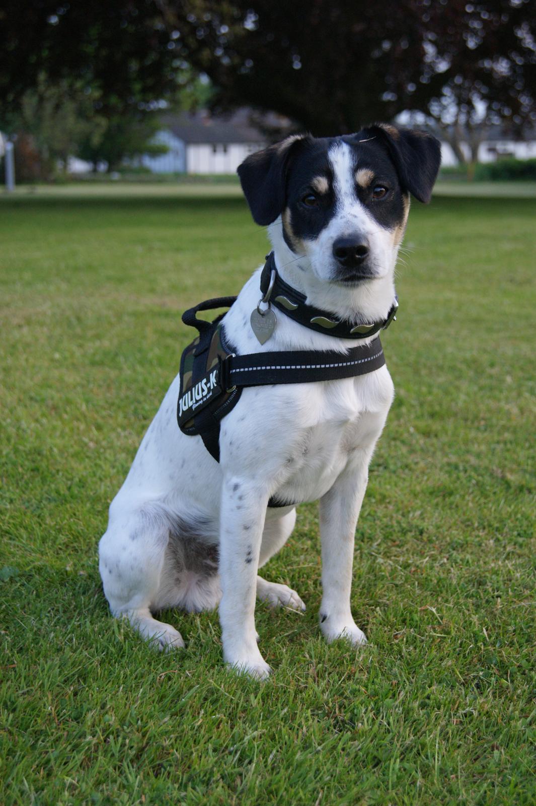 Dansk svensk gaardhund Waldemar Sejr billede 3