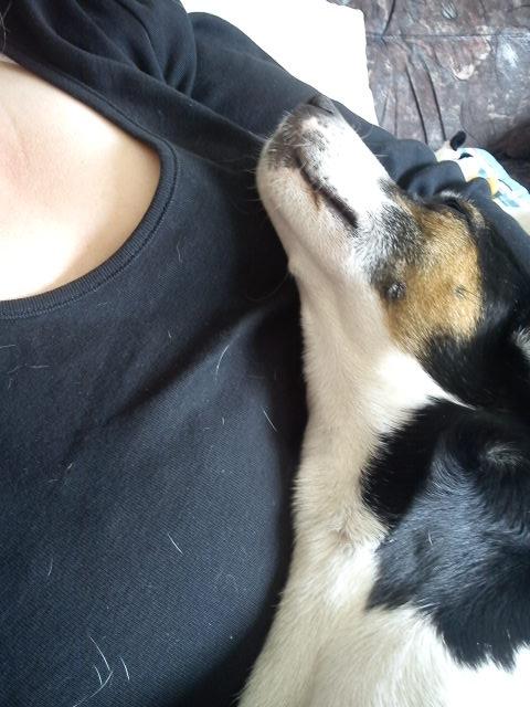 Blanding af racer Tøsen - Uhmmm eeelsker at putte ved min moaaar billede 7