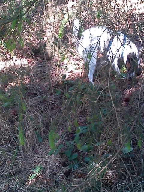 Blanding af racer Tøsen - I skoven er jeg tilpas :) uhmmm billede 8