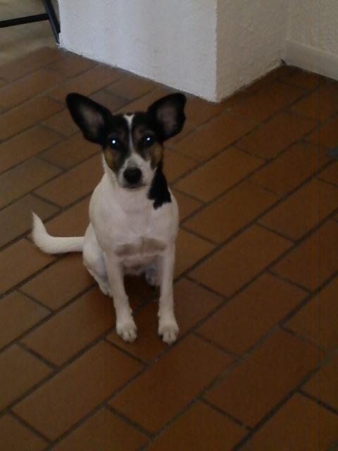 Blanding af racer Tøsen - Jeg er da skøn :) billede 9