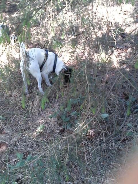 Blanding af racer Tøsen billede 10