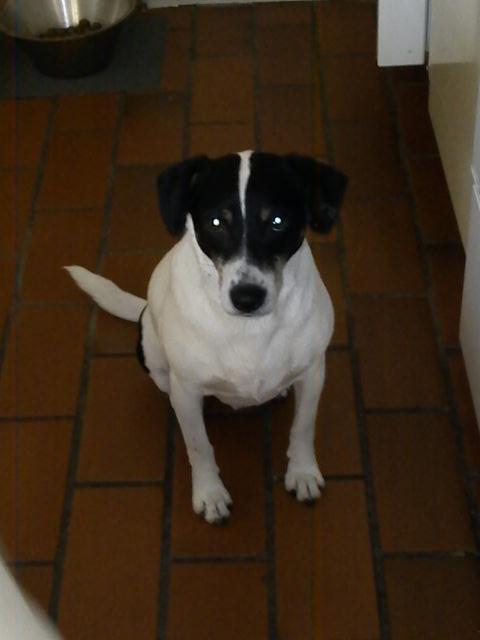 Blanding af racer Vappe - Er jeg ikke bare lidt dejlig :) billede 9