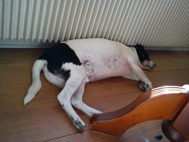 Blanding af racer Vappe - Godt der er k&#248;ligt hernede....  Pyyhhhh.... billede 10