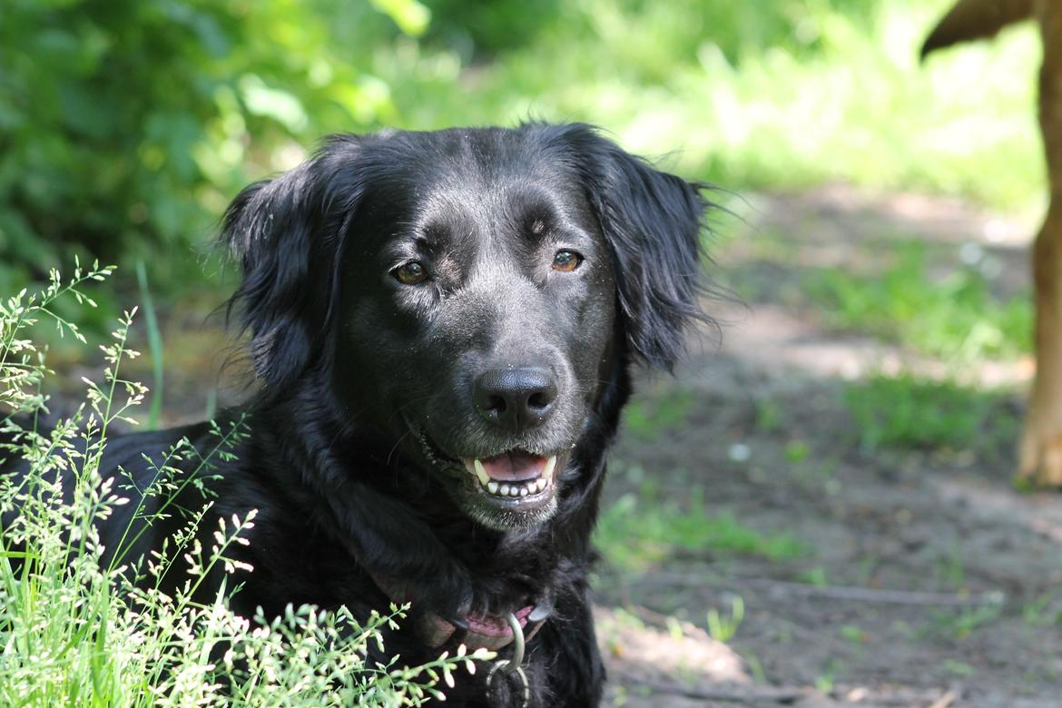 Blanding af racer Trunte billede 2