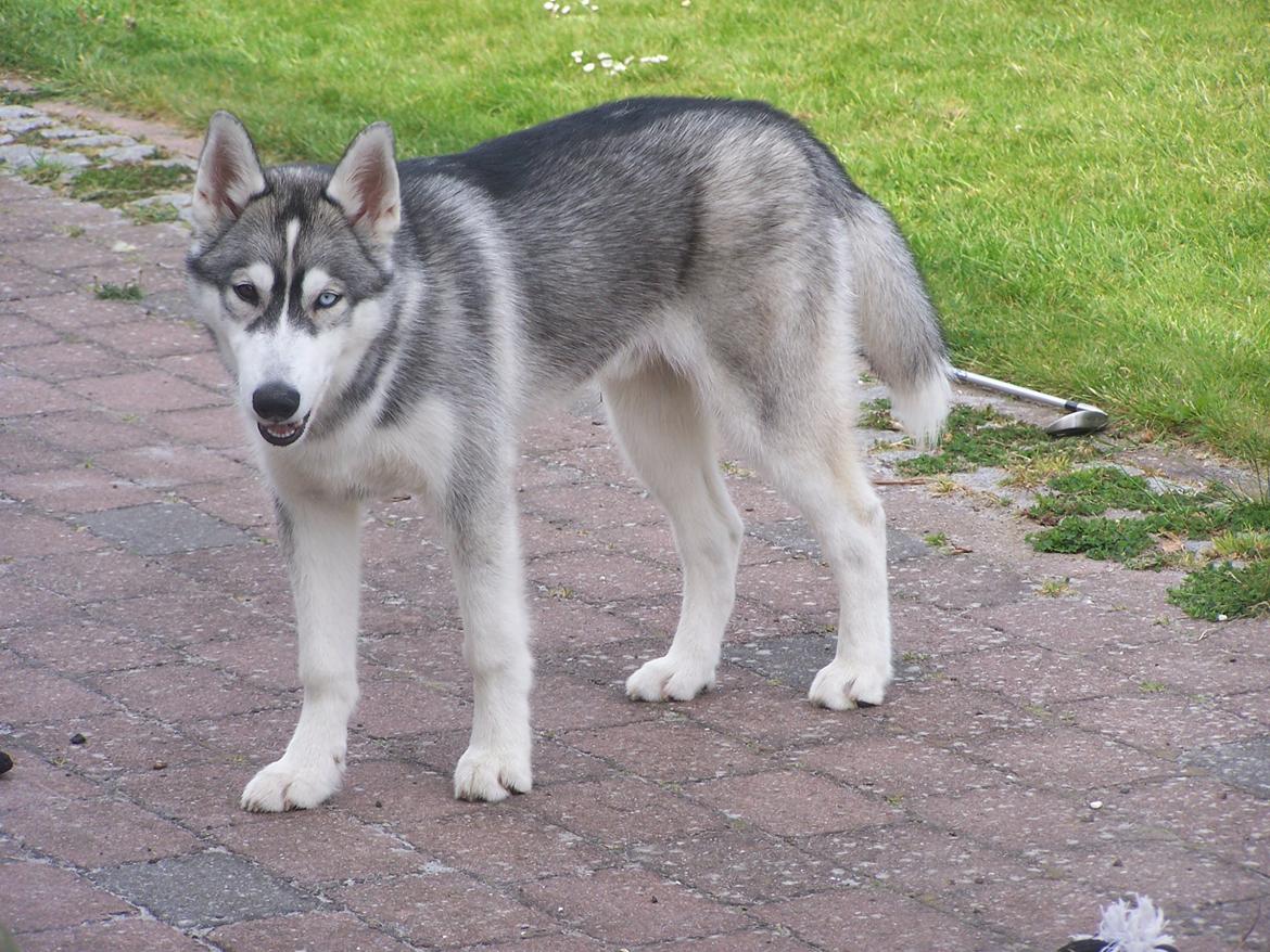 Siberian husky Aslan billede 2