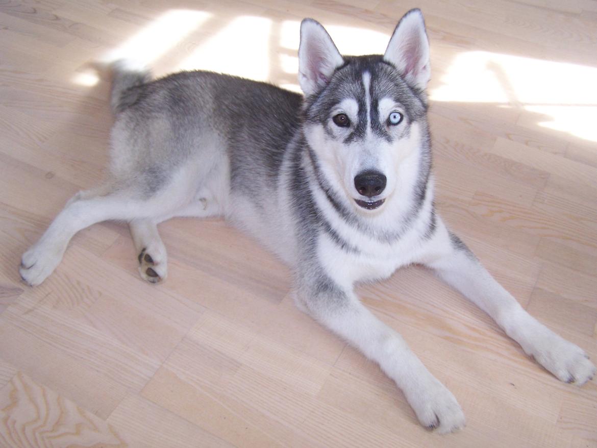 Siberian husky Aslan billede 3