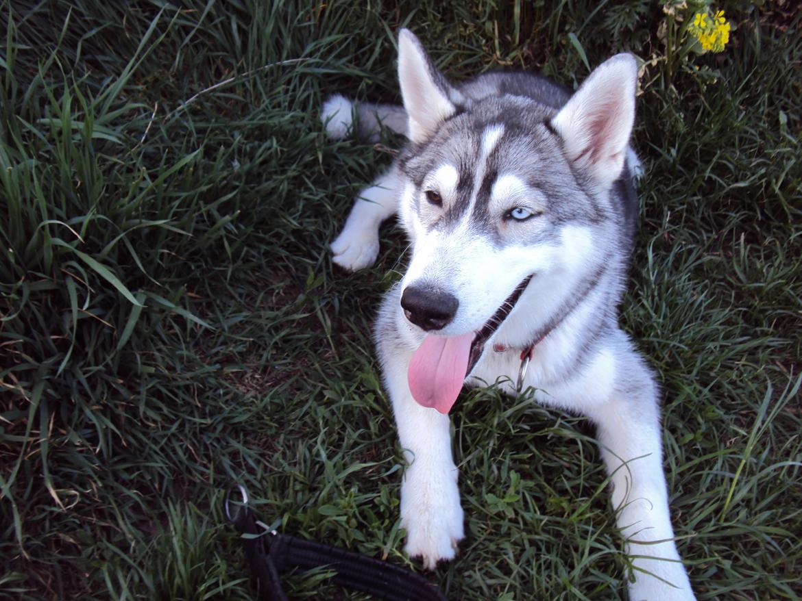 Siberian husky Aslan billede 4