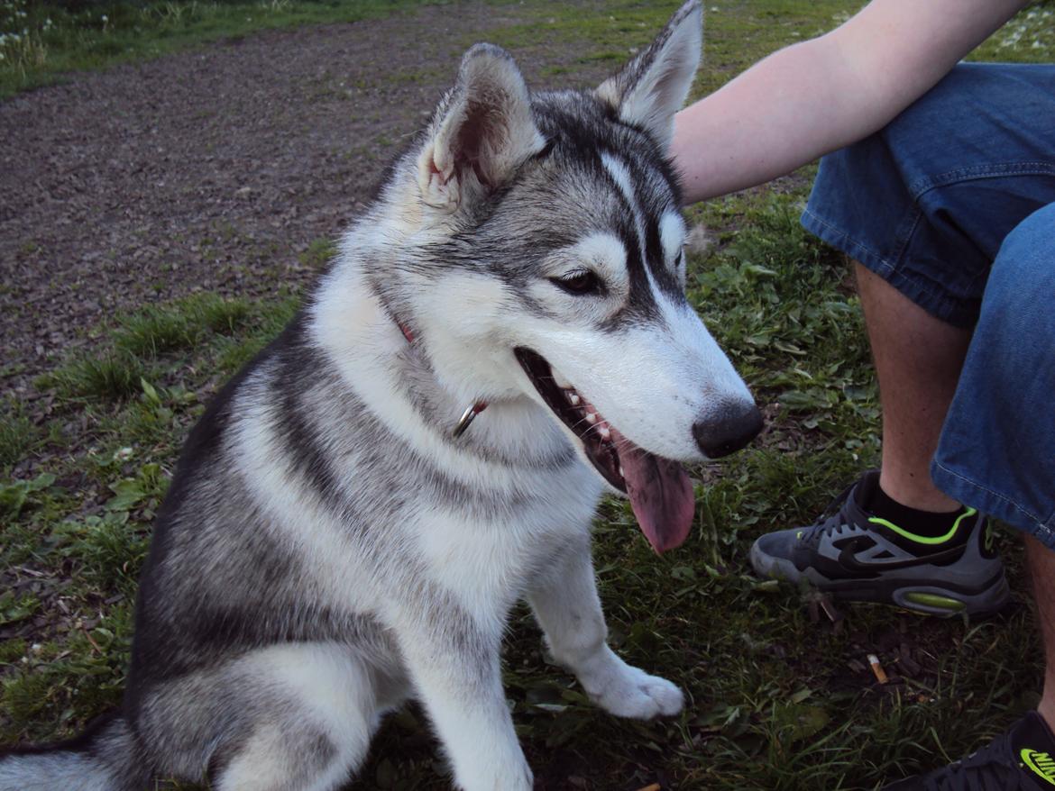 Siberian husky Aslan billede 5