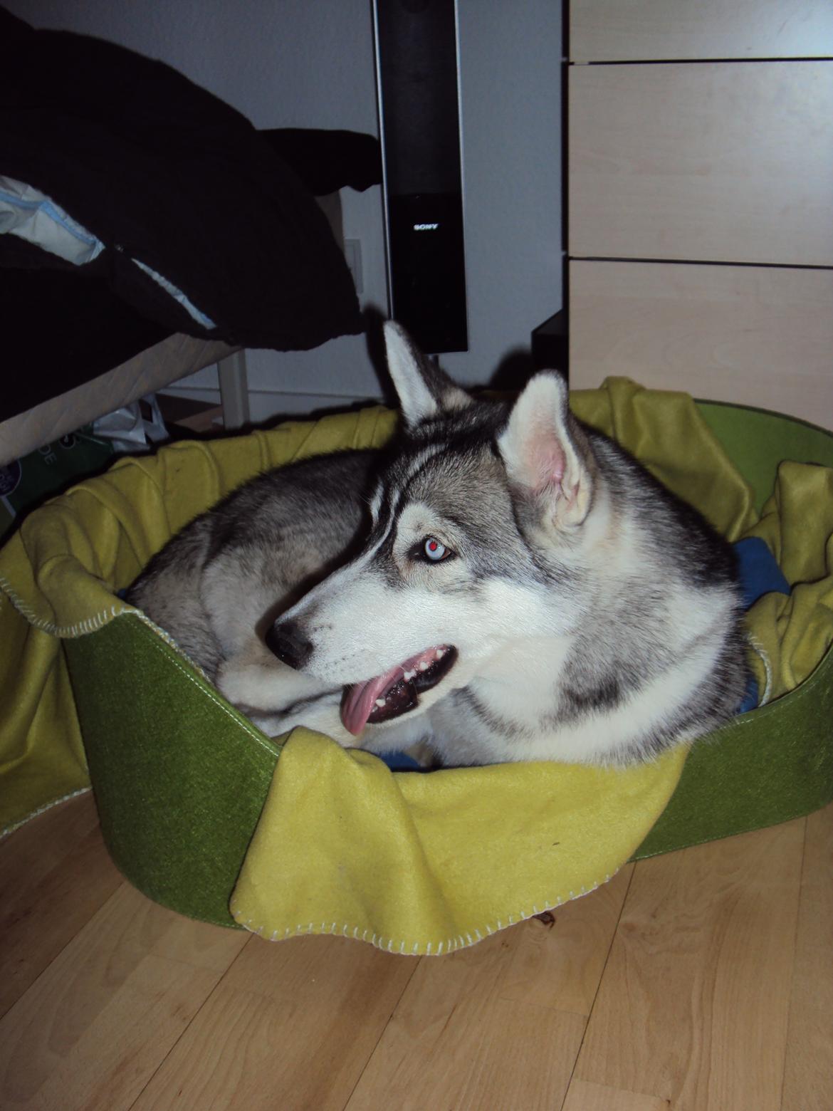 Siberian husky Aslan billede 6