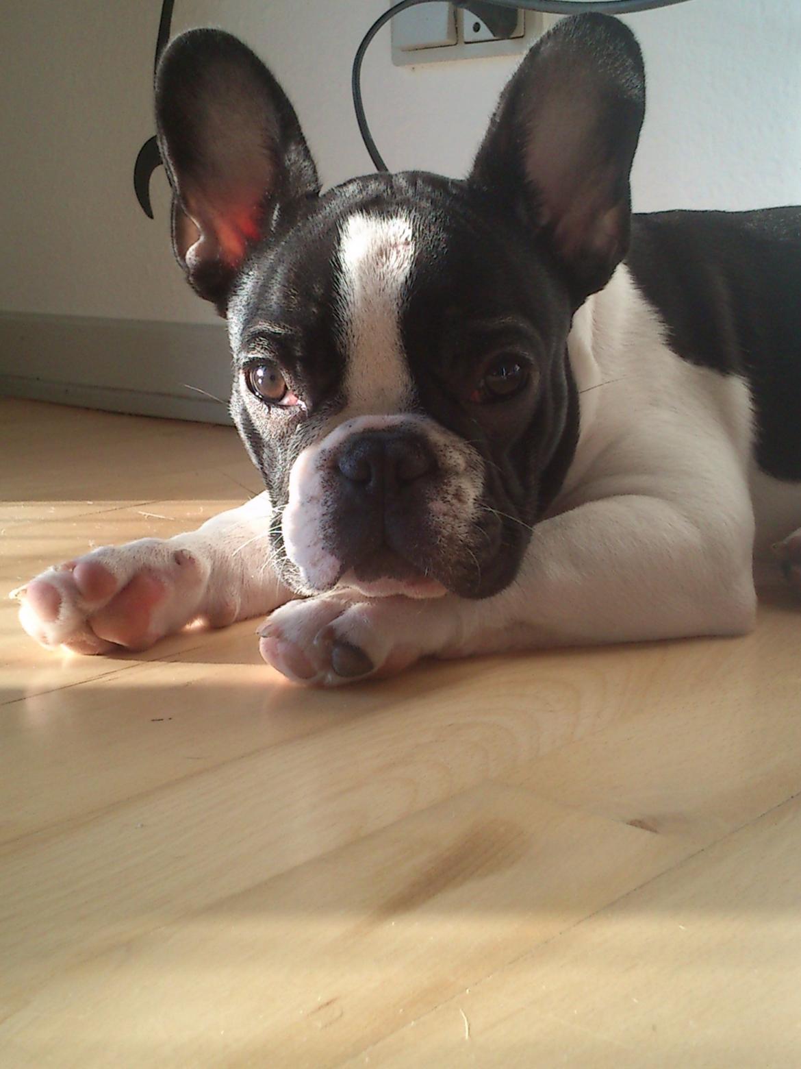 Fransk bulldog Kaiser - min smukke bullerbasse;i<3
 billede 9