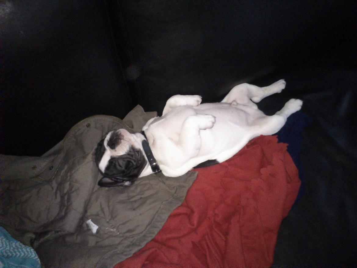 Fransk bulldog Kaiser - total afslappet, måtte lige se om der var liv i ham :D billede 2