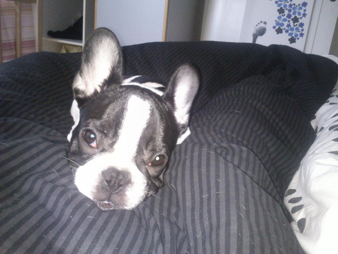 Fransk bulldog Kaiser - åh, mor må jeg ikke godt komme med ned under dynen? :p det er så hyggeligt billede 3