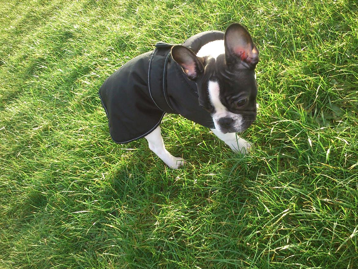 Fransk bulldog Kaiser - jaaaaay, ud og tonse energi af, men det er godt nok lidt koldt så jeg har fået en jakke :D billede 4