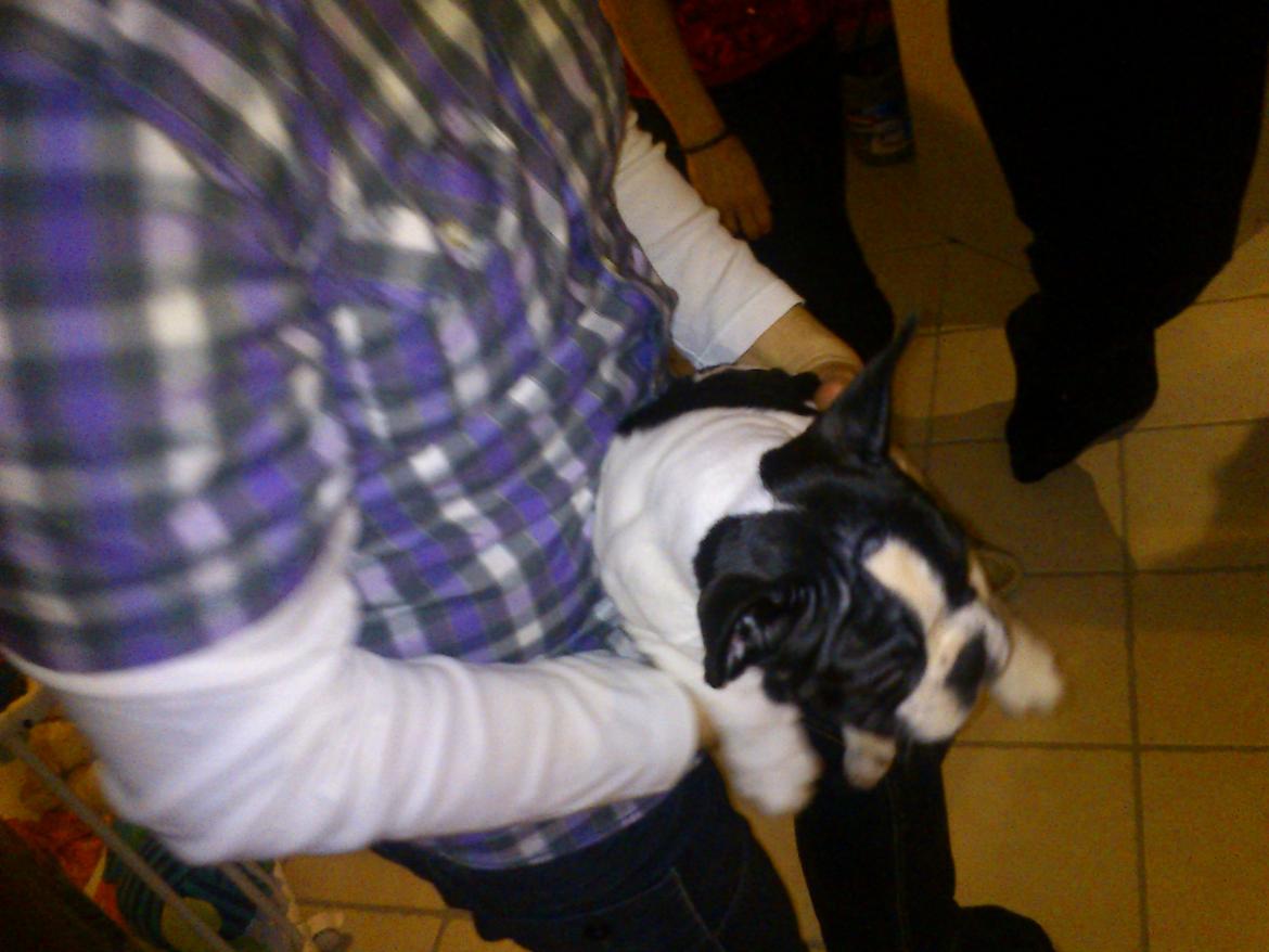 Fransk bulldog Kaiser - NEEEEEJ! DU SKAL IKKE FLYTTE MIG .. HMM.. NÅ SKULLE DU SÅ.. SÅ SPILLER EG BARE DØD SÅ MÅ VI SE OM DU KAN LØFTE MINE DEN GANG SMÅ 6 KG ! MUHAHA! billede 5