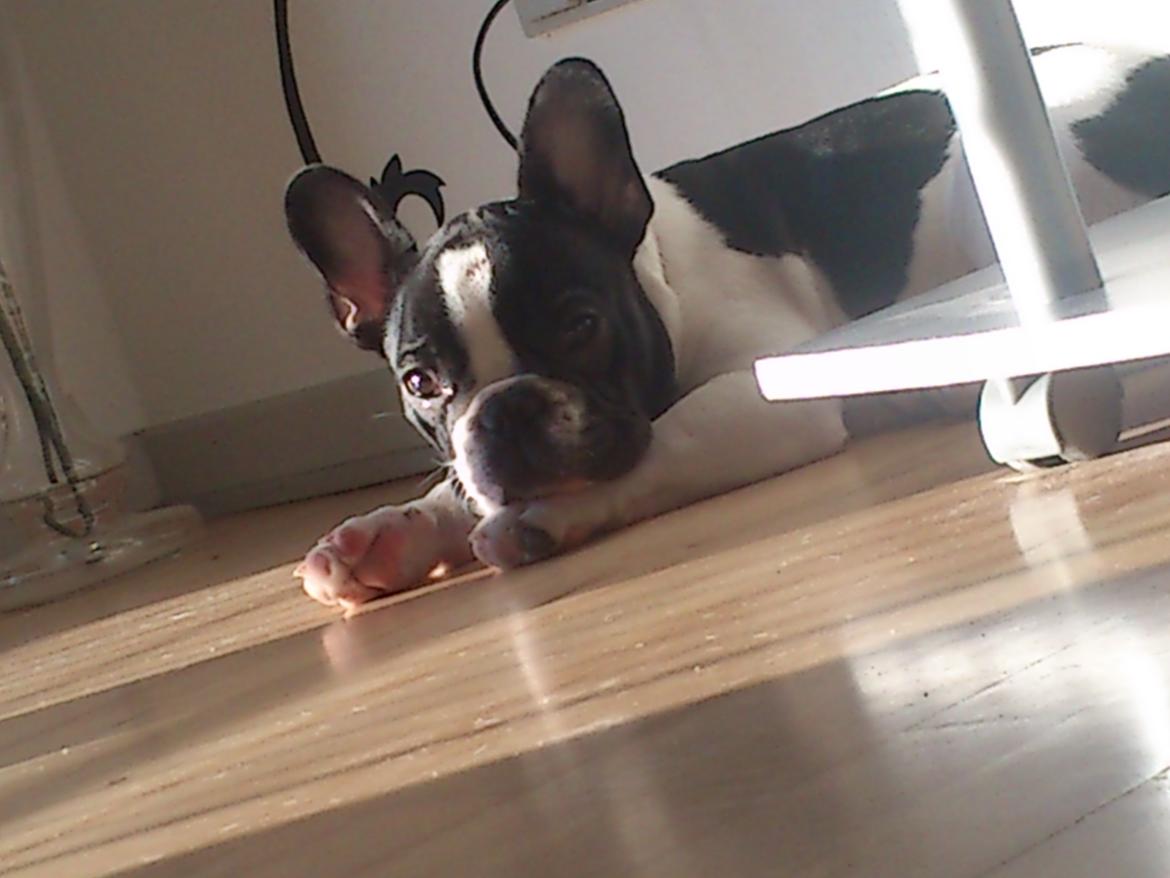 Fransk bulldog Kaiser - folk siger tit jeg er tit jeg er grim men jeg er bare charmerende helt unik?
folk siger jeg knurre af dem og deres børn, men det er altså bare fordi jeg grynter lift hist og her, folk siger jeg er blevet slået i hovedet med en stege pande og det er ikke r billede 6