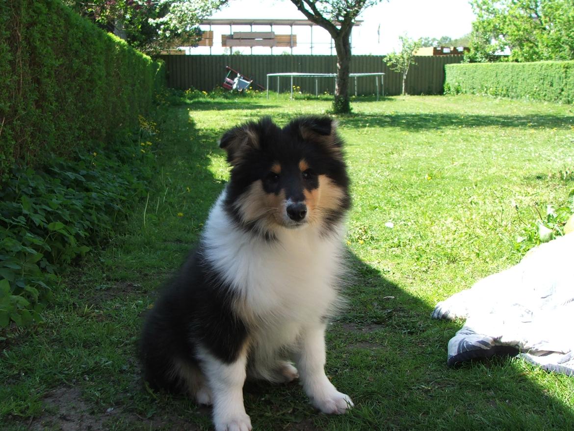Collie langhåret Tvingsfields Dirty Diana (Belle) - 11 uger billede 4