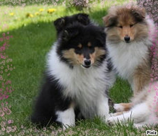 Collie langhåret Tvingsfields Dirty Diana (Belle) - 8 uger. billede 6